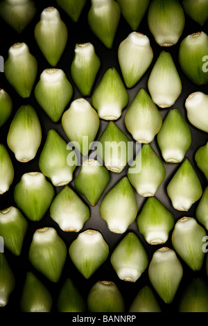 Patrón de hojas de alcachofa Foto de stock