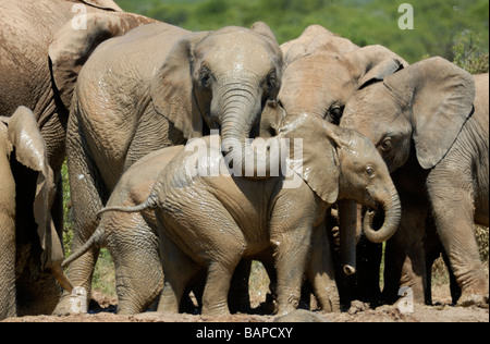 Un grupo de mujeres, el elefante africano (Loxodonta africana), quizás con los machos jóvenes disfrutar del placer de barro fresco en un orificio de agua