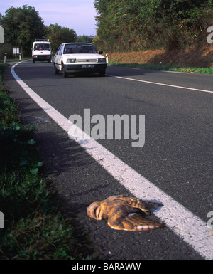 Lechuza 'Tyto alba' muertos en la carretera,Coches acercando.