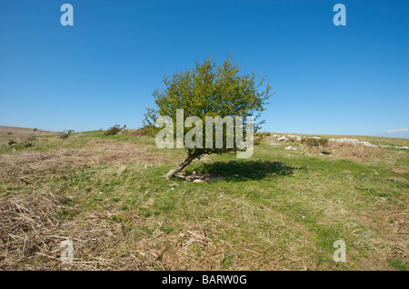 Un árbol solitario doblado con el viento en el Distrito de los Lagos Cumbria Reino Unido Foto de stock