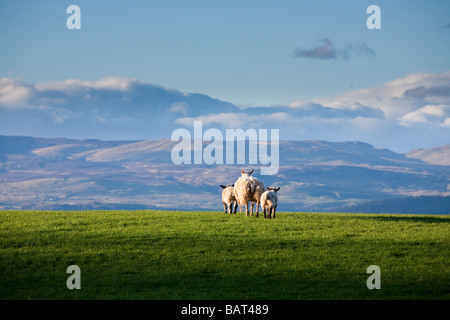 Oveja y sus dos corderos en primavera, Auchterarder, Escocia