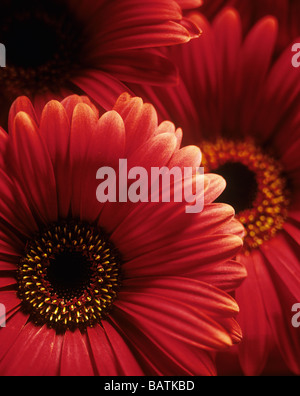 Gerbera flor. Gerbera Roja flor (Gerbera sp., de la familia Compositae).  Gerberas son frecuentemente incluidas en arreglos florales. La  brillantemente coloreados- f Fotografía de stock - Alamy