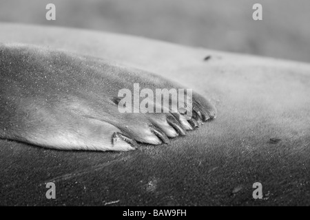 Nördlicher Seelefant Mirounga angustirostris foca elefante flipper con dedos en blanco y negro Foto de stock
