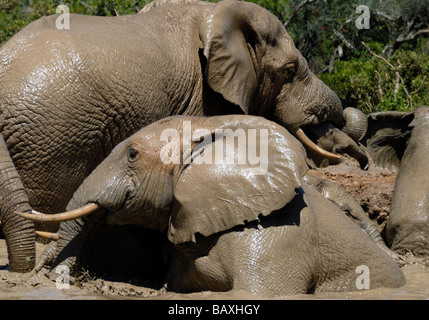 El elefante africano (Loxodonta africana), disfrutar de los placeres de barro fresco en un orificio de agua.