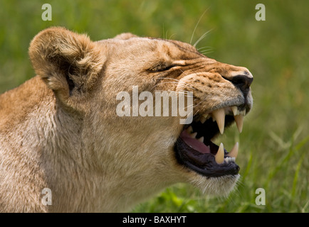 Retrato Leona (Panthera leo) rugiendo mostrando sus dientes. Fondo borroso. Parque Nacional Kruger, Sudáfrica Foto de stock