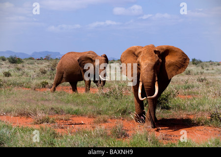 Dos Elefantes bush africano (Loxodonta africana) en la sabana, el Parque Nacional de Tsavo East, Costa, Kenya Foto de stock