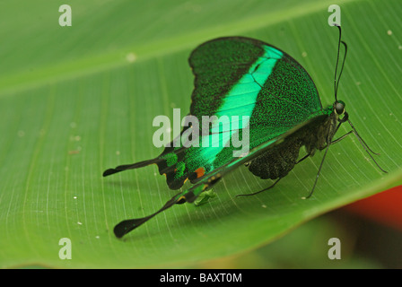Una especie verde - palinurus Papilio Foto de stock