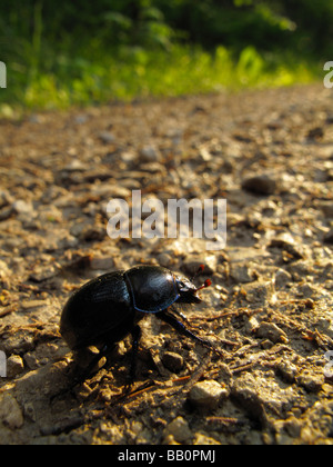 Escarabajo (Geotrupes stercorarius dor o Anoplotrupes stercorosus)