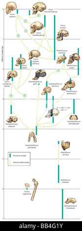 Caminos posibles en la evolución de hominins. Las líneas continuas muestran intervalos temporales y líneas punteadas muestran relaciones inferidas. Foto de stock