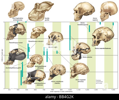 El aumento de la capacidad craneal hominin a través de diversas especies a lo largo del tiempo. Foto de stock