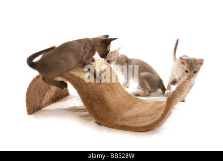 Tres gatitos jugando tonkinese retrato studio