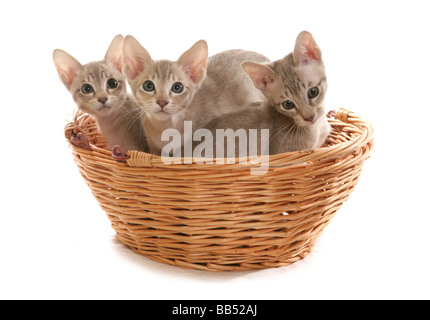 Tres Blue Tabby visón macho Tonkinese gatitos en una cesta retrato studio