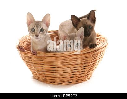 Tres Blue Tabby visón macho Tonkinese gatitos en una cesta retrato studio