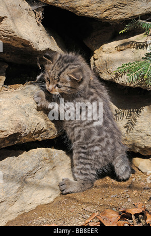 Jóvenes de gato montés (Felis silvestris) explorar el medio ambiente
