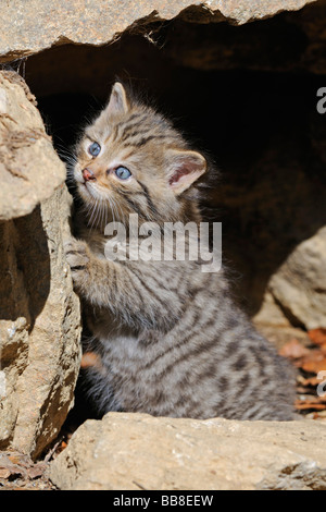 Jóvenes de gato montés (Felis silvestris) explorar el medio ambiente