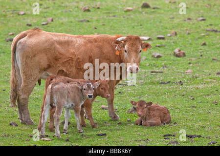 Una familia de vacas en el prado del norte de España, profundidad de campo Foto de stock