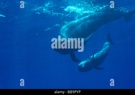 La ballena piloto de aleta corta madre-ternero par bucear hacia el fotógrafo, Tenerife, Islas Canarias