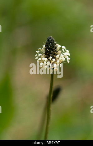 Llantén menor Plantago lanceolata L. Foto de stock