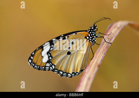 Llanura de mariposa Tigre (Danaus chrysippus) en la isla de Phi Phi, Tailandia Foto de stock