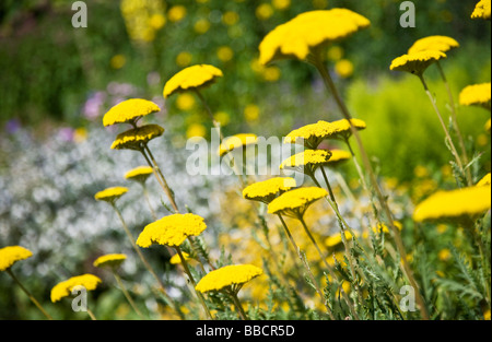 Amarillo yarrow Achillea millefolium una frontera herbácea perenne de flor Foto de stock