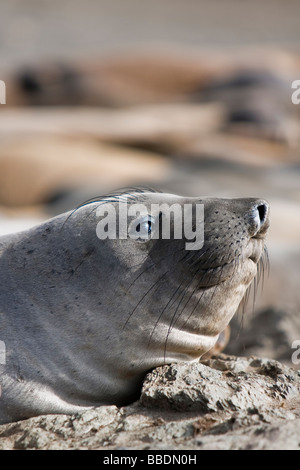 Nördlicher Seelefant Mirounga angustirostris Northern Elephant Seal pup en Colonia Isla San Benitos del estado de Baja California, México. Foto de stock