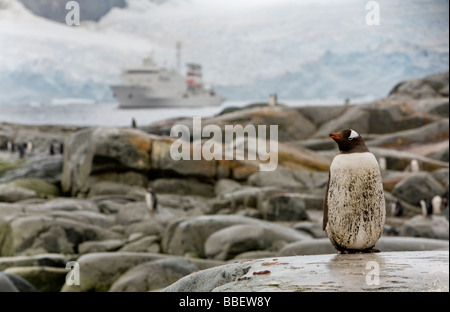 Un pingüino Gentoo con el Sergey Vavilov anclados en el Canal Lemaire, en el fondo, Isla Petermann, la Antártida Foto de stock