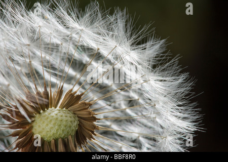 Cabeza de semillas de diente de león. Taraxacum. En el Reino Unido. Foto de stock