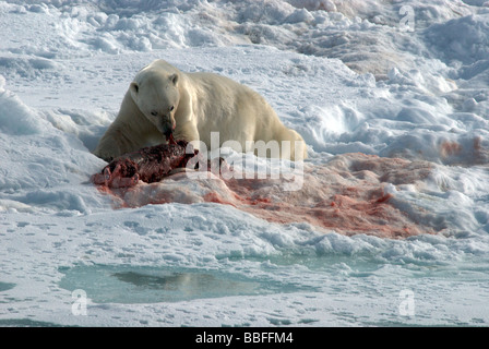 Oso Polar acostado sobre el hielo se da un festín en una junta muertos
