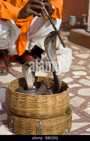 Serpiente charmer con 2 cobras indias (Naja naja) bailando a la música. Jaipur India Foto de stock