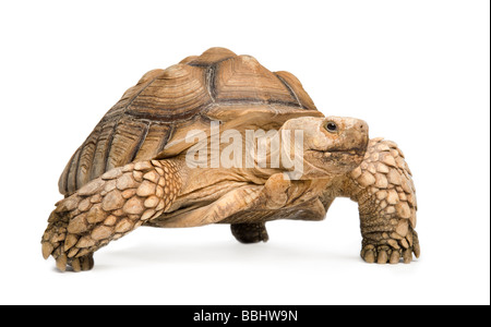 Estimulada africana también conocida como tortuga Africana Geochelone sulcata tortuga muslo recto delante de un fondo blanco. Foto de stock