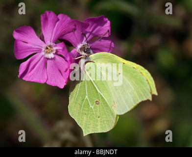 Hembra Brimstone Butterfly (gonepteryx rhamni) en Erysimum Flor, UK Foto de stock