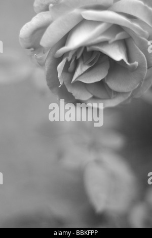 Negro y Rosa Blanca Fotografía de stock - Alamy