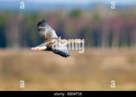 Graylag Goose (Anser anser) volando en el campo, lago Hornborga, Vaestergoetland, Suecia, Escandinavia, Europa Foto de stock