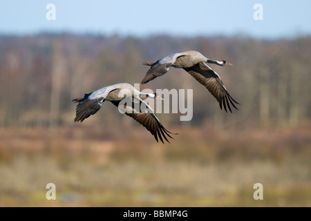 Grullas comunes (Grus grus) volando en pares en el campo, lago Hornborga, Vaestergoetland, Suecia, Escandinavia, Europa Foto de stock