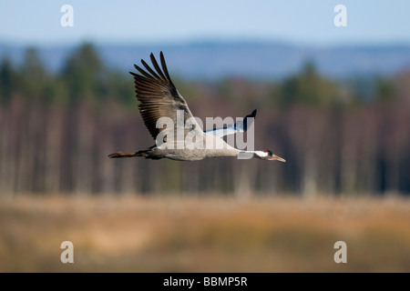 Grulla común (grus grus) volando en el campo, lago Hornborga, Vaestergoetland, Suecia, Escandinavia, Europa Foto de stock