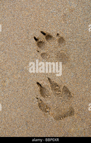 Pata de perro imprime en arena en Dornoch beach, en la costa oriental de Escocia, Sutherland