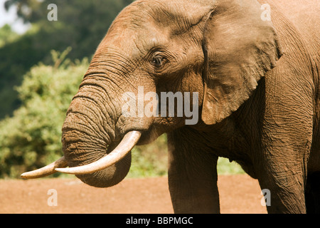 Elefante africano - Parque Nacional Aberdares Kenia Foto de stock
