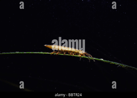 Baltic Isopod en eel hierba Océano Atlántico de Nueva Inglaterra Foto de stock