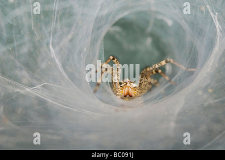 La araña de tela en embudo Agelenidae adulto en Web del Condado Willacy Valle Río Grande, Texas, EE.UU. Junio de 2006 Foto de stock
