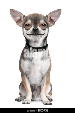 Chihuahua perro mirando la cámara sonriendo delante de un fondo blanco perfeccionamiento digital