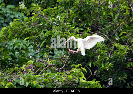 Ibis blanco aterrizaba en treetop para estar con garbanzos Foto de stock