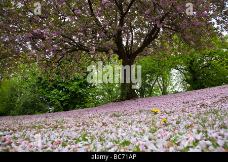 Árbol de cerezo en flor. Vernon Park, Stockport, Gran Manchester, Reino Unido.