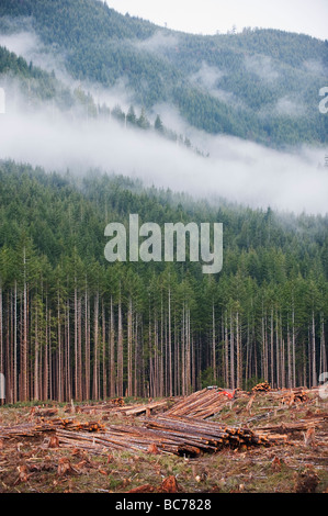 La deforestación en el Parque Provincial Carmanah Walbran Isla de Vancouver, British Columbia, Canadá Foto de stock