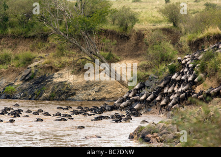 Los ñus cruzando el río Mara - Reserva Nacional de Masai Mara, Kenya Foto de stock