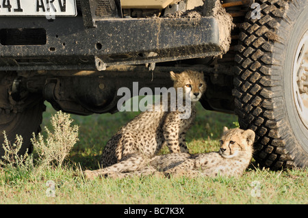 Stock foto de dos cachorros de guepardo descansando en la sombra de un vehículo de safari, Ndutu, Tanzania, en febrero de 2009.