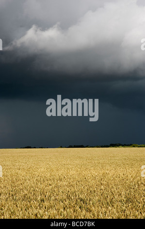 Campo de trigo contra un cielo tormentoso en la campiña inglesa