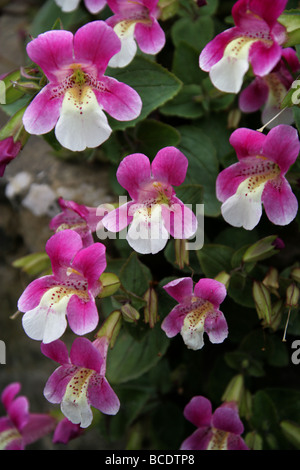 Flor Mono chileno, Andino ninfa o Berro Rosado, Mimulus, Phrymaceae naiandinus, Norte de Chile, Sudamérica Foto de stock