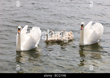 Familia de cisnes Gizycko Grandes Lagos Mazurian Polonia Foto de stock