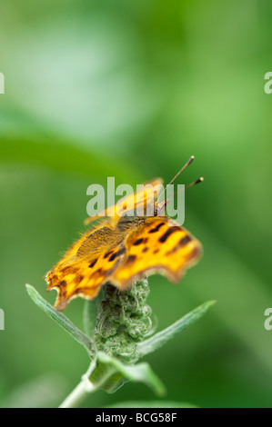 Polygonia c-album. Coma mariposa sobre una flor buddleja disparar en un jardín inglés Foto de stock