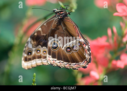 Retrato de mariposa búho Foto de stock
